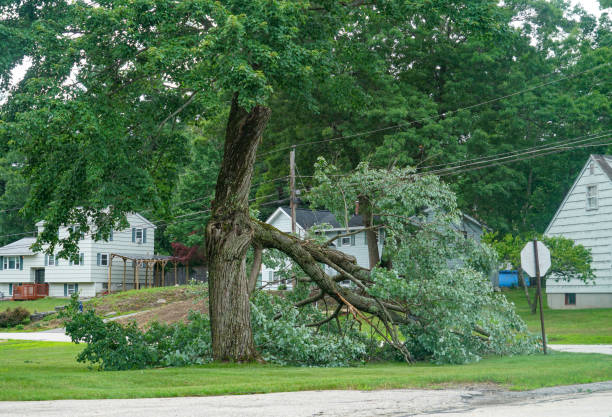 How Our Tree Care Process Works  in  Soap Lake, WA